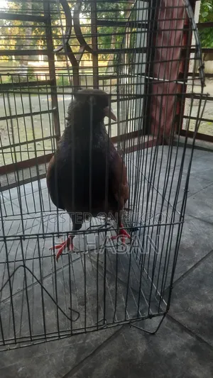 দেশি কবুতর