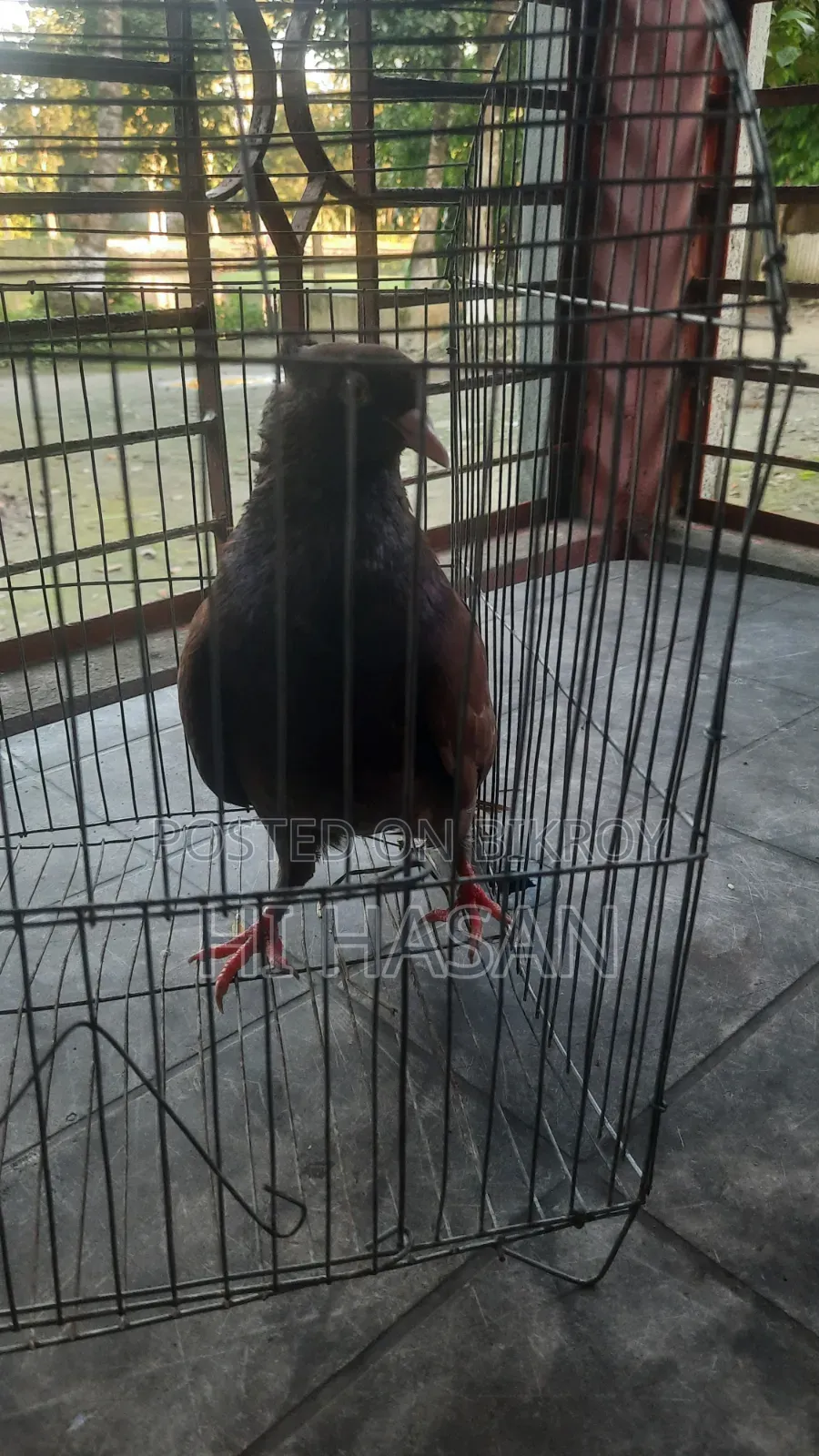 দেশি কবুতর