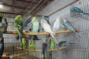Budgerigar Birds