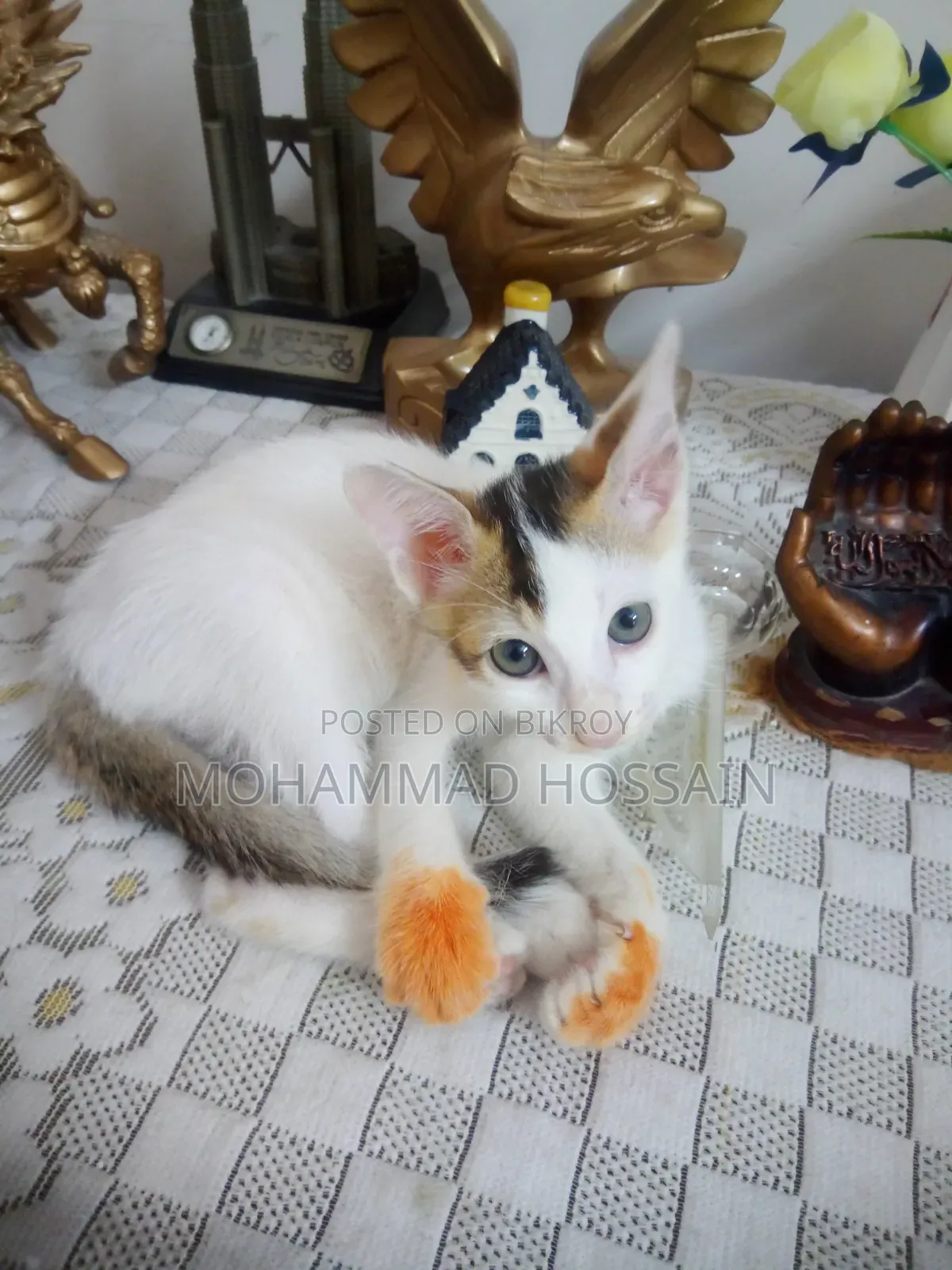 ১-৩ মাসের মেল মিক্সড ব্রিড বিড়াল