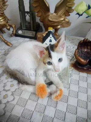 ১-৩ মাসের নর মিক্সড ব্রিডের বিড়াল ছানা