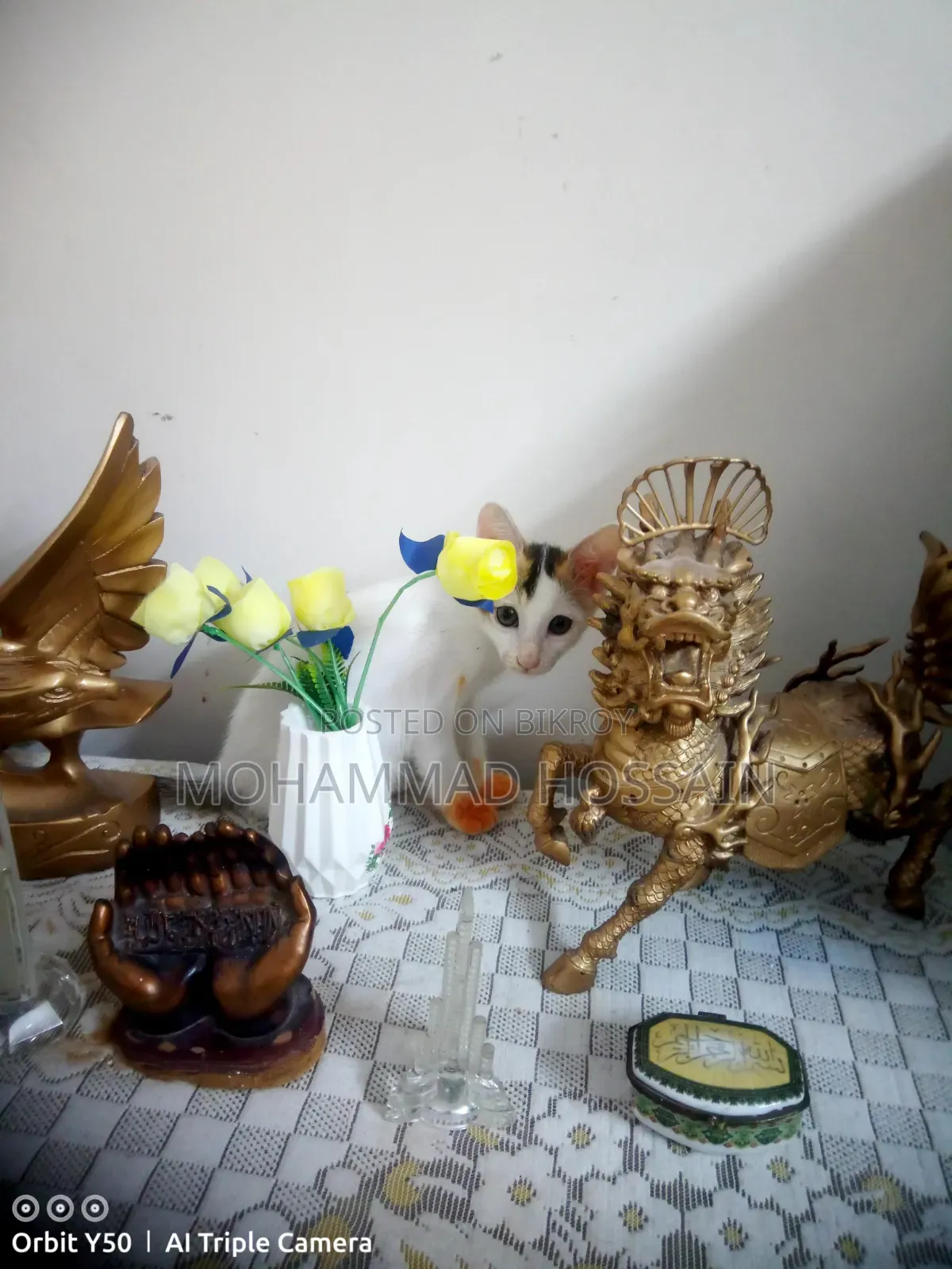 ১-৩ মাসের মেল মিক্সড ব্রিড বিড়াল