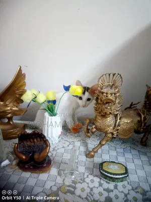 ১-৩ মাসের মেল মিক্সড ব্রিড বিড়াল