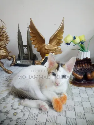 ১-৩ মাসের মেল মিক্সড ব্রিড বিড়াল