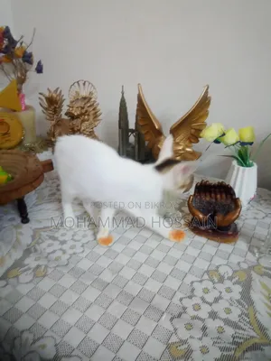 ১-৩ মাসের মেল মিক্সড ব্রিড বিড়াল