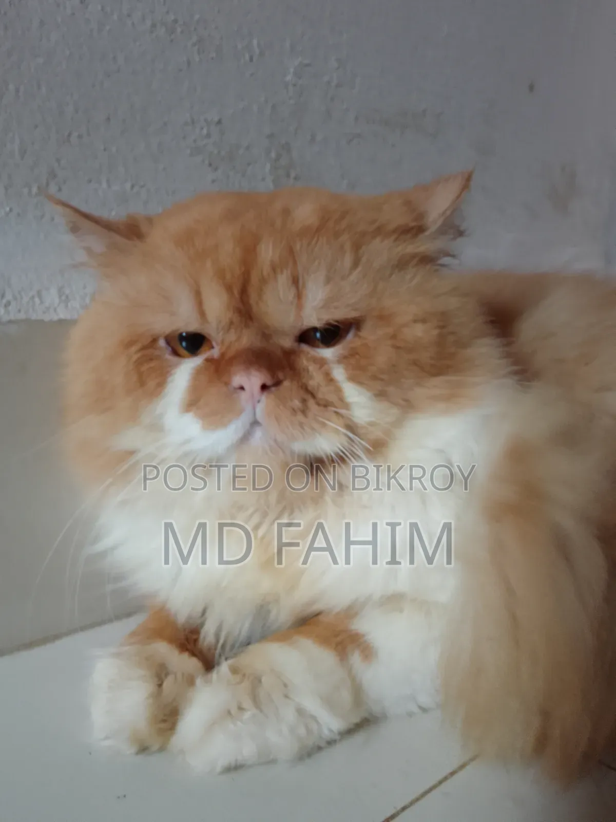 1+ Year Male Purebred Persian