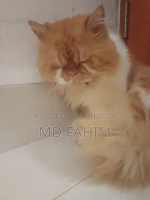1+ Year Male Purebred Persian