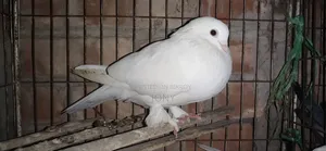 গিরিবাজ কবুতর