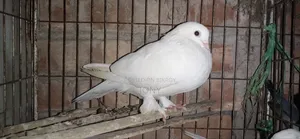 গিরিবাজ কবুতর