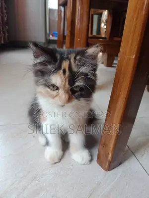 ১-৩ মাস বয়সী ফিমেল পিওরব্রেড পার্সিয়ান