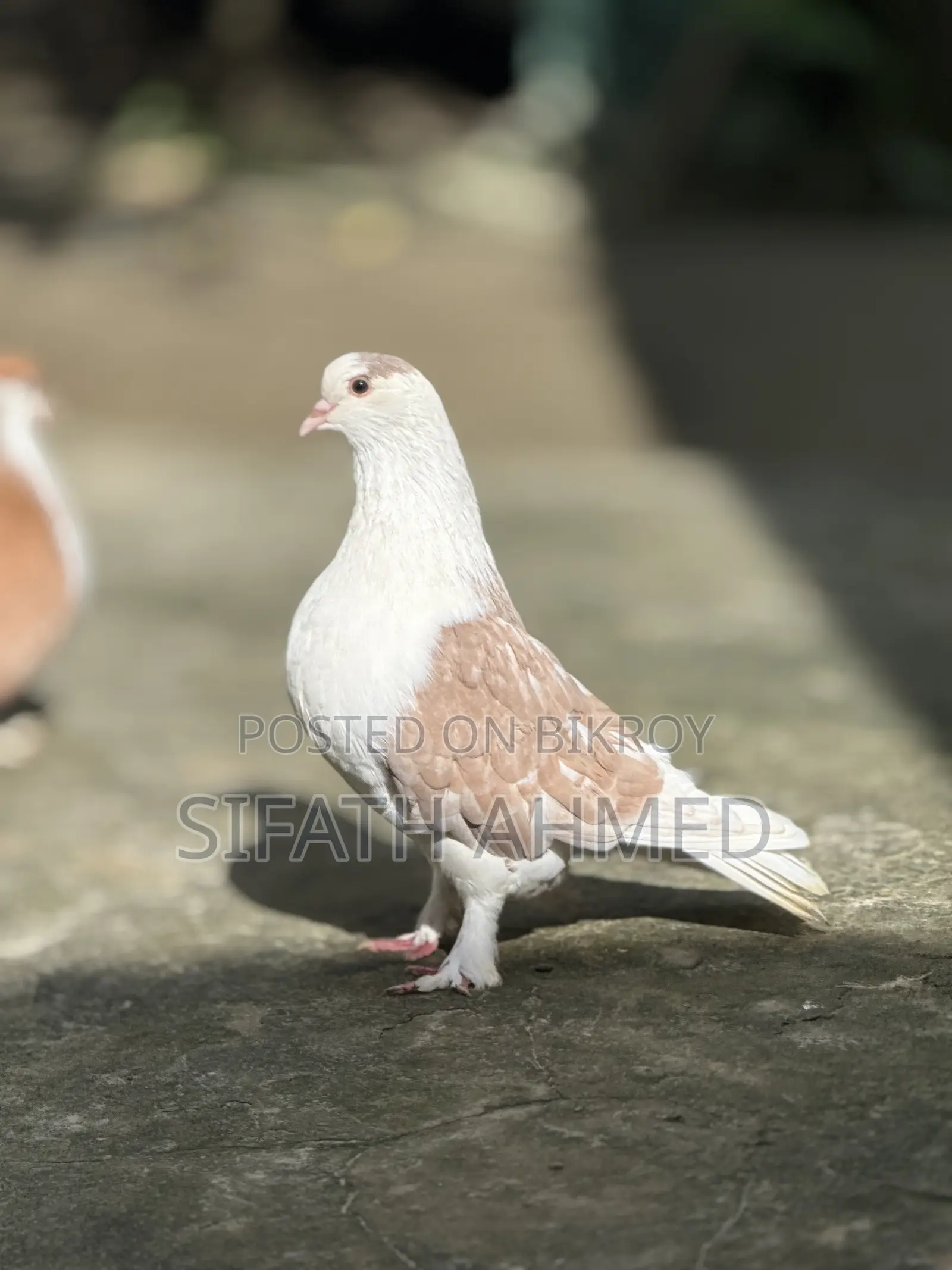 Siraji pair will be sold
