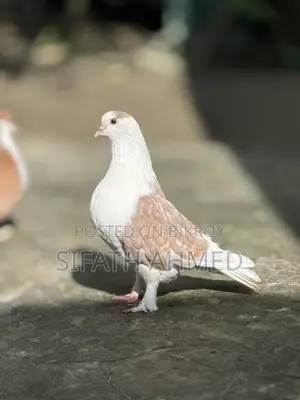 Siraji pair will be sold
