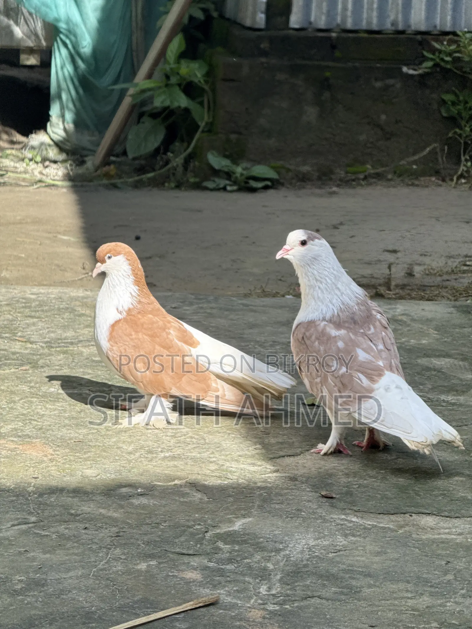 Siraji pair will be sold