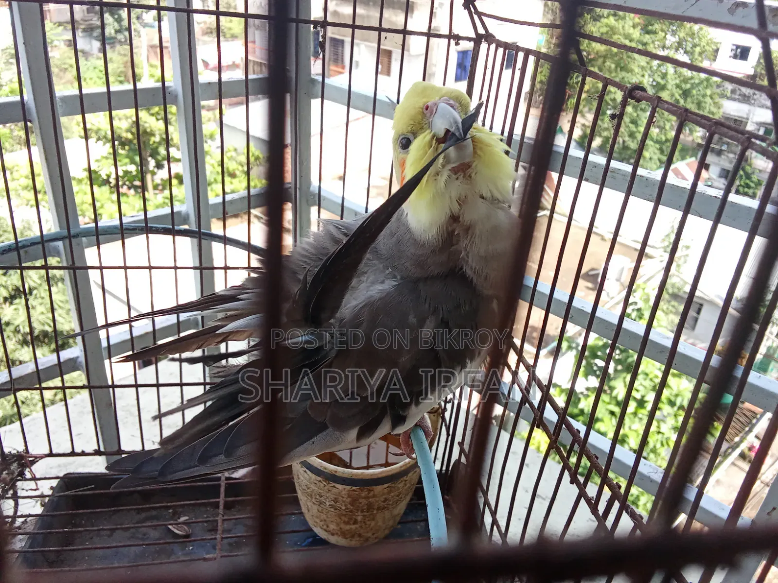 Grey Cocktail (Half Tame)