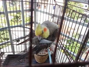 Grey Cocktail (Half Tame)