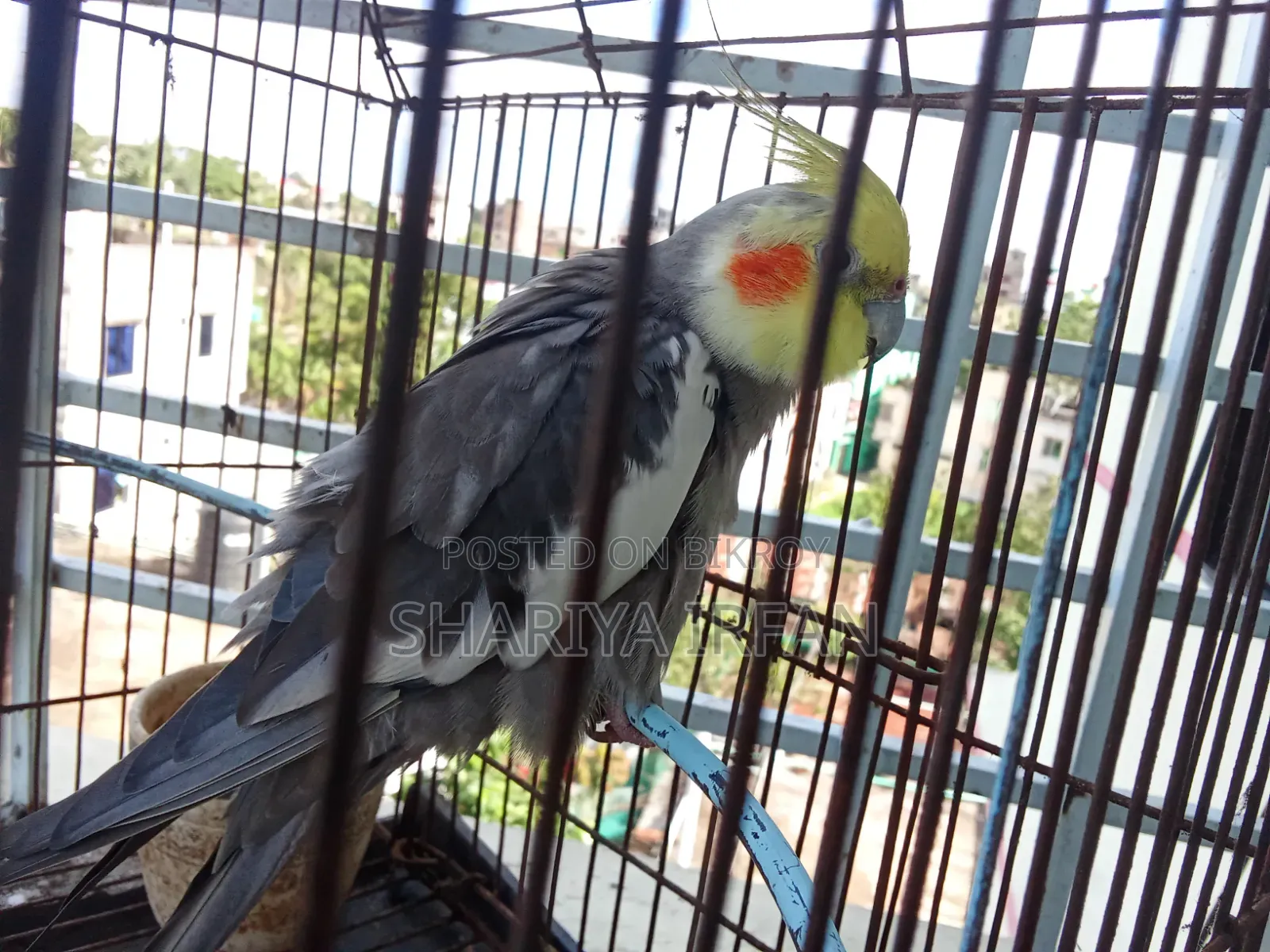 Grey Cocktail (Half Tame)