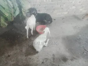 Mother Goat with Two Kids for Sale