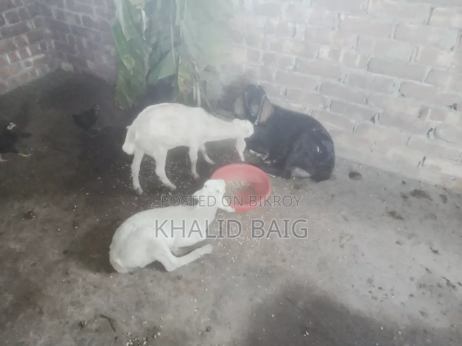 Mother Goat with Two Kids for Sale