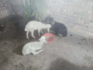 Mother Goat with Two Kids for Sale