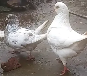 কিং রানিং মাদী