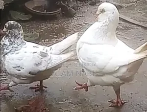 কিং রানিং মাদী