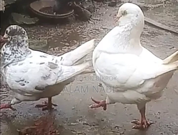 কিং রানিং মাদী