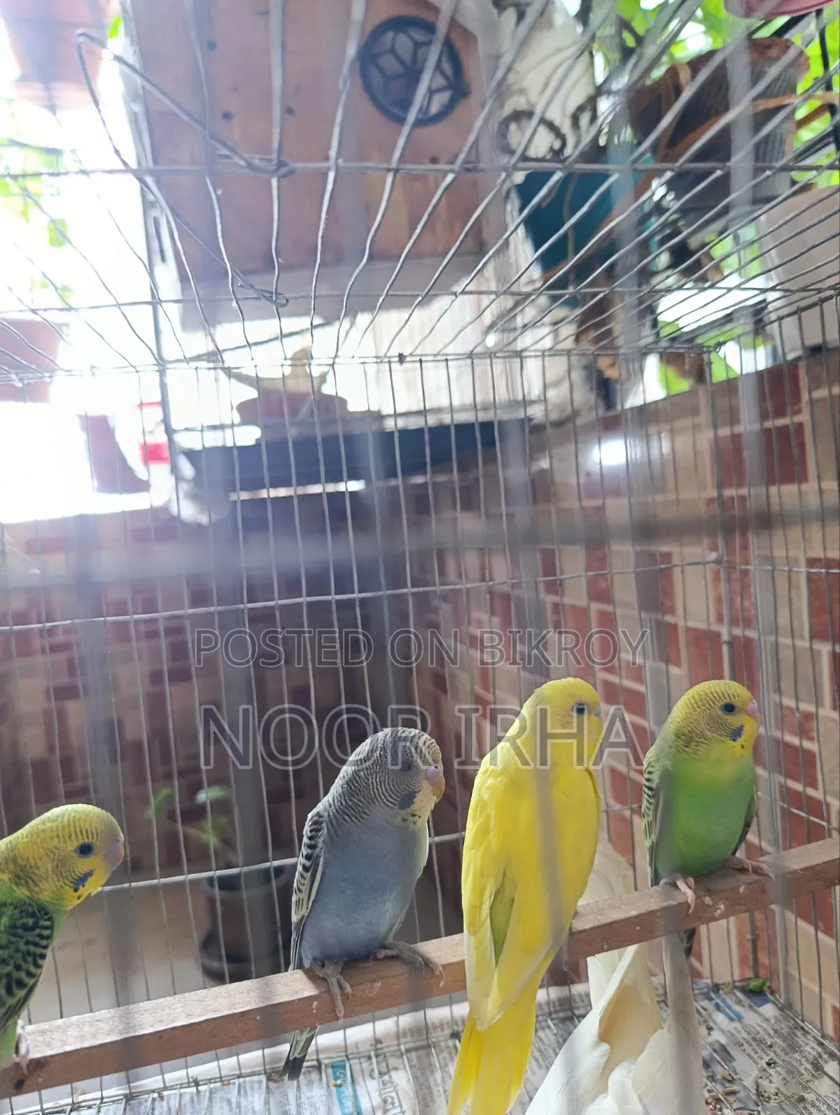 ৪ টা বাজীগার পাখি সেল করা হবে