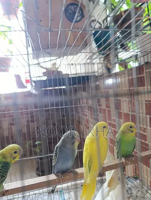 ৪ টা বাজীগার পাখি সেল করা হবে