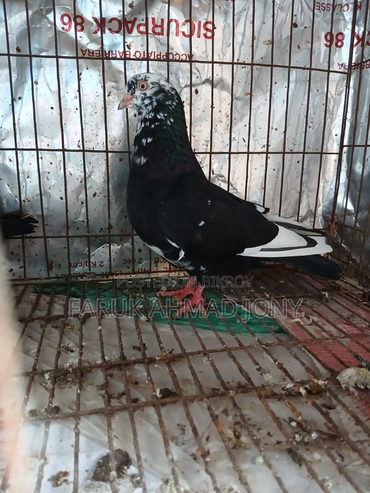 ১ পিস সিঙ্গেল নর কবুতর