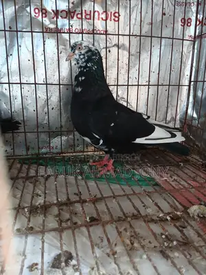 ১ পিস সিঙ্গেল নর কবুতর