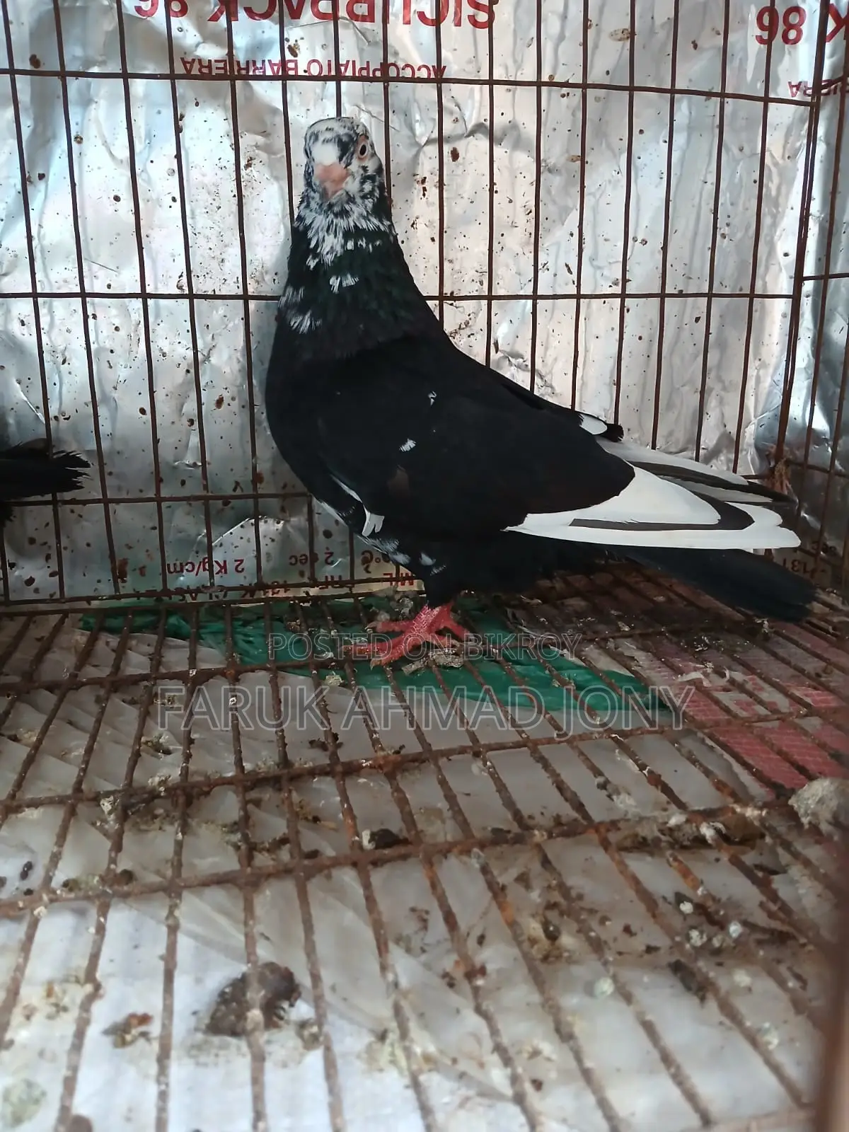 ১ পিস সিঙ্গেল নর কবুতর