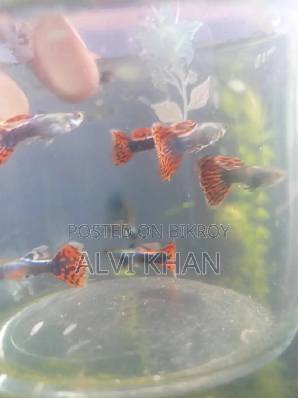 ড্যাম্বো মোজাইক গাপ্পি। (জোড়া)