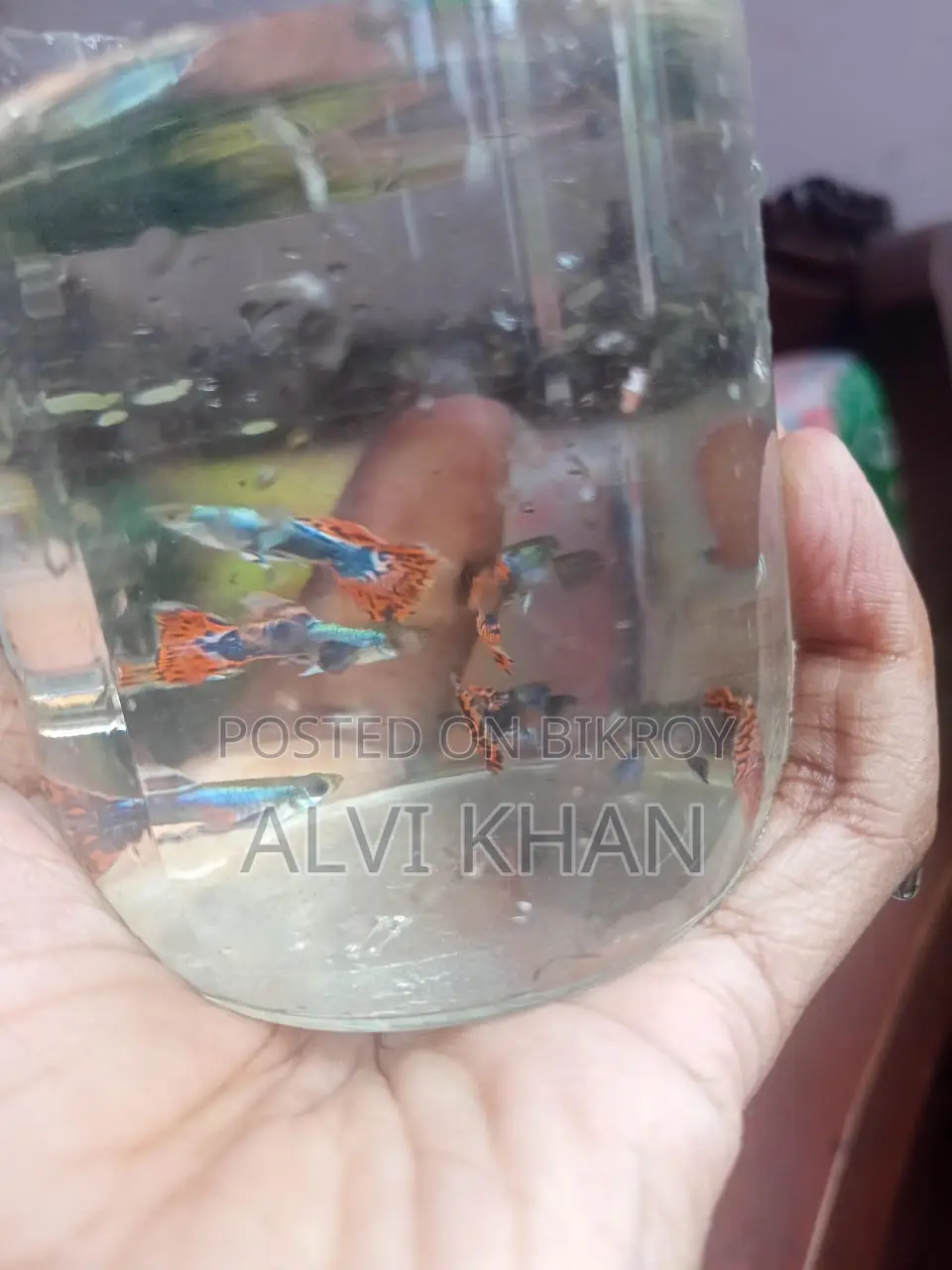ড্যাম্বো মোজাইক গাপ্পি। (জোড়া)