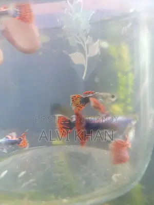 ড্যাম্বো মোজাইক গাপ্পি। (জোড়া)