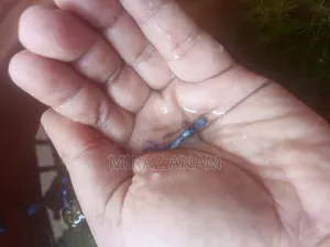 ব্লু কই টক্সিডো গাপ্পি মাছ