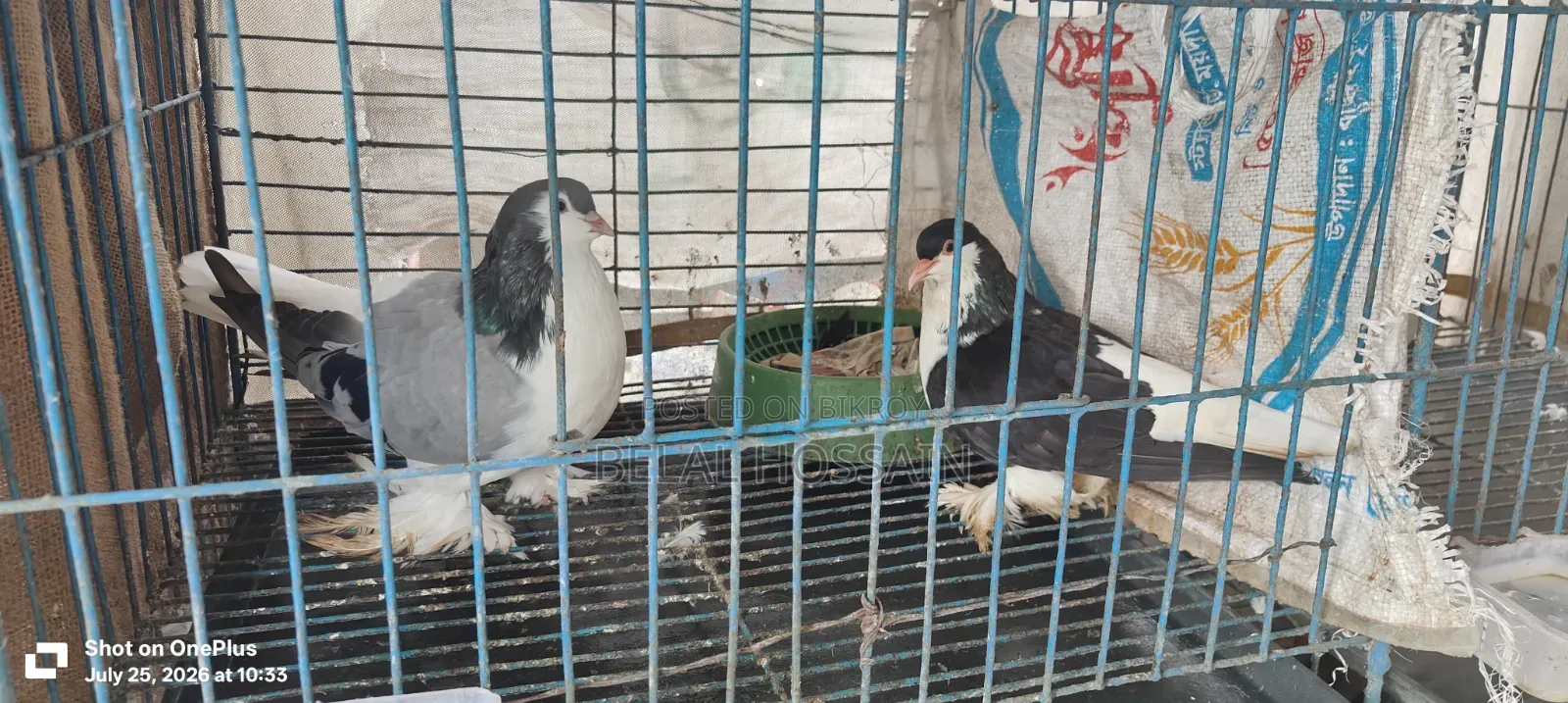পায়রা বিক্রি