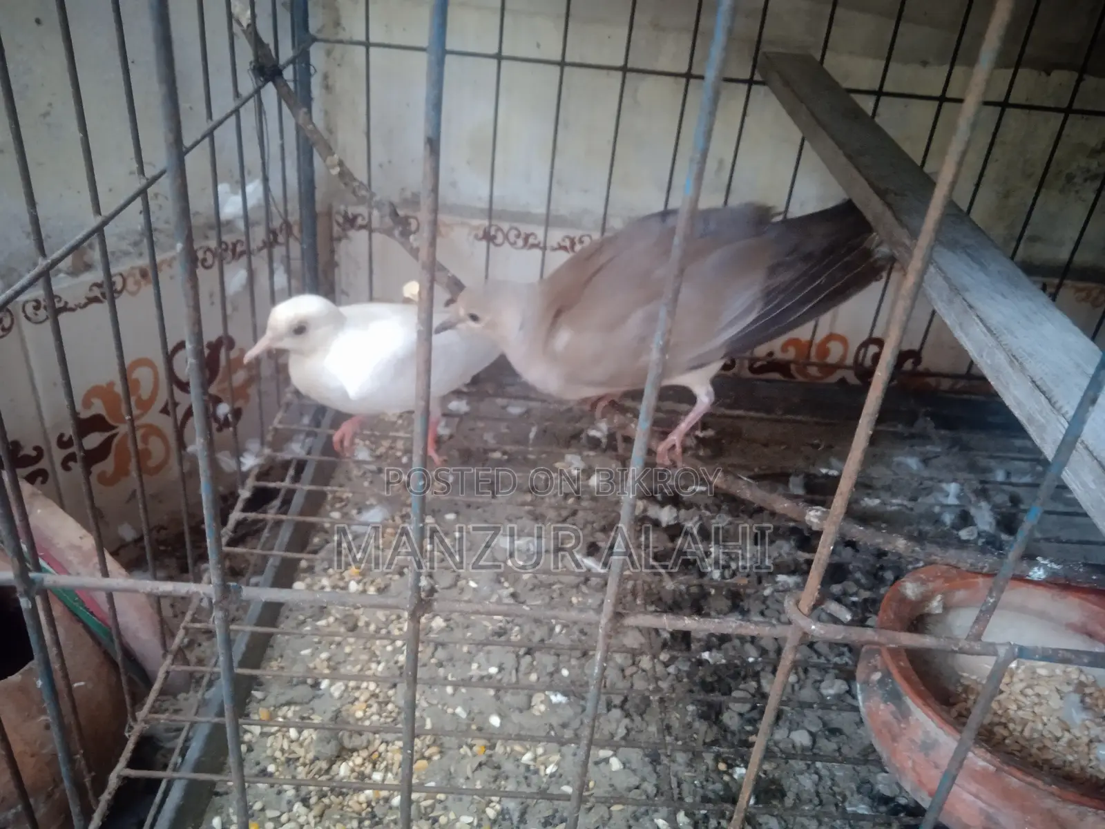 অস্ট্রেলিয়ান ঘুঘু
