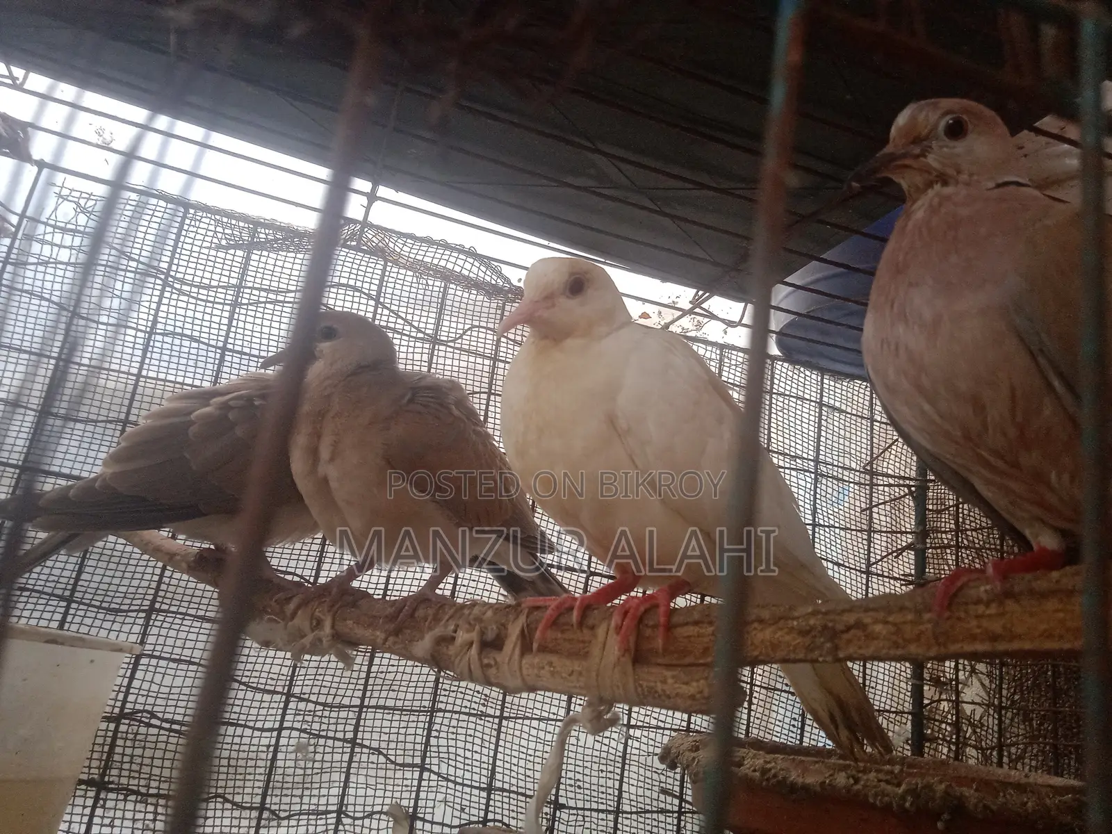 অস্ট্রেলিয়ান ঘুঘু
