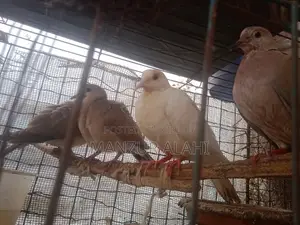 অস্ট্রেলিয়ান ঘুঘু