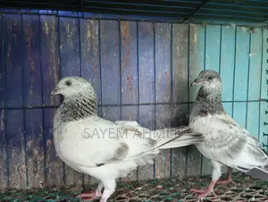 লাল পাত্তি কবুতর
