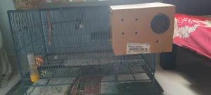 শুধু খাঁচা বড় সাইজের পাখির খাঁচা