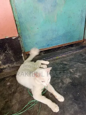 6-12 Months Female Mixed Breed Turkish Van