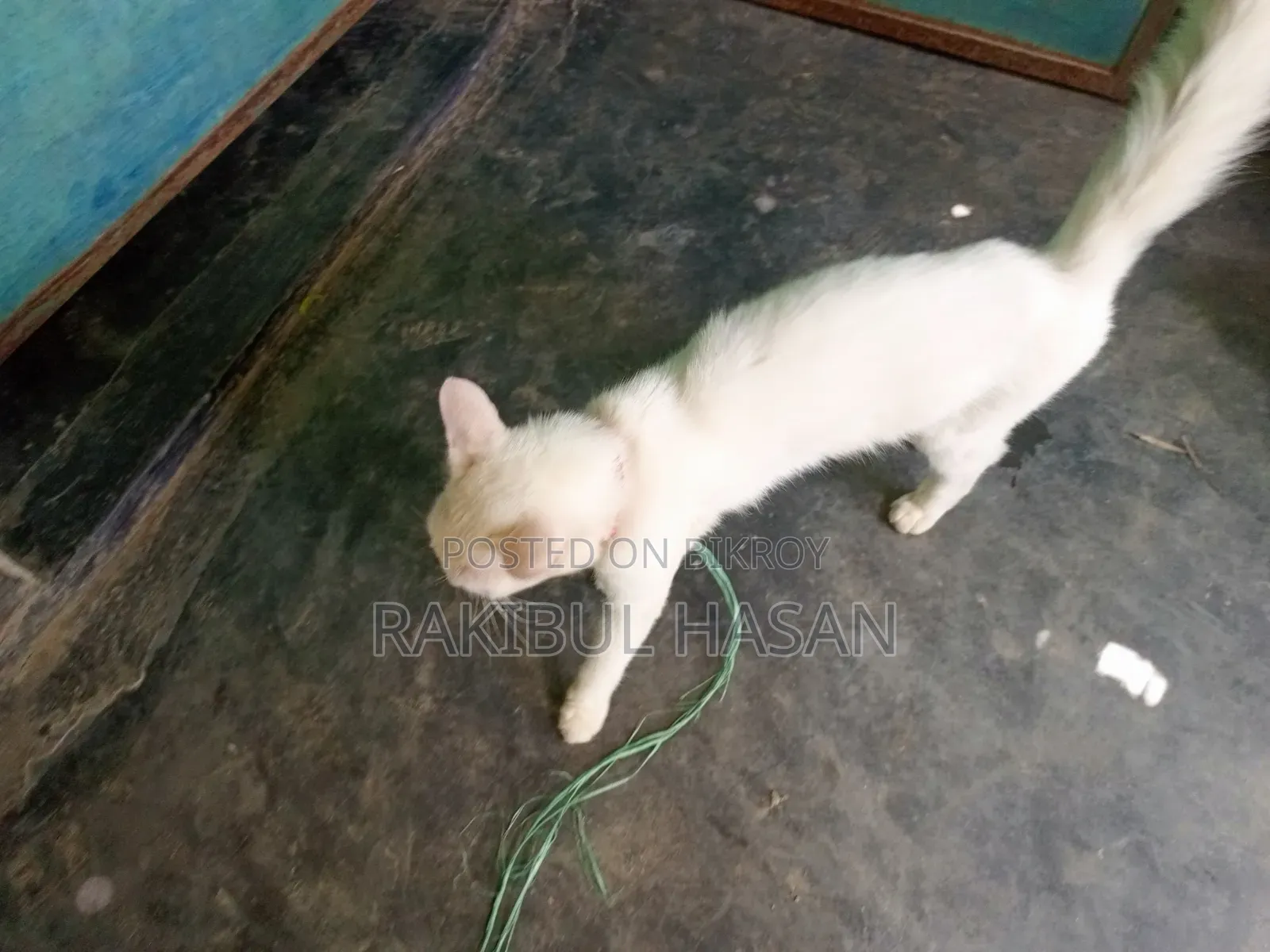 6-12 Months Female Mixed Breed Turkish Van