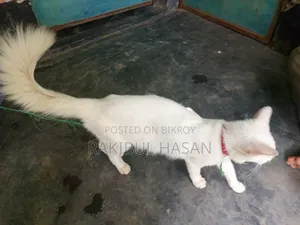 6-12 Months Female Mixed Breed Turkish Van