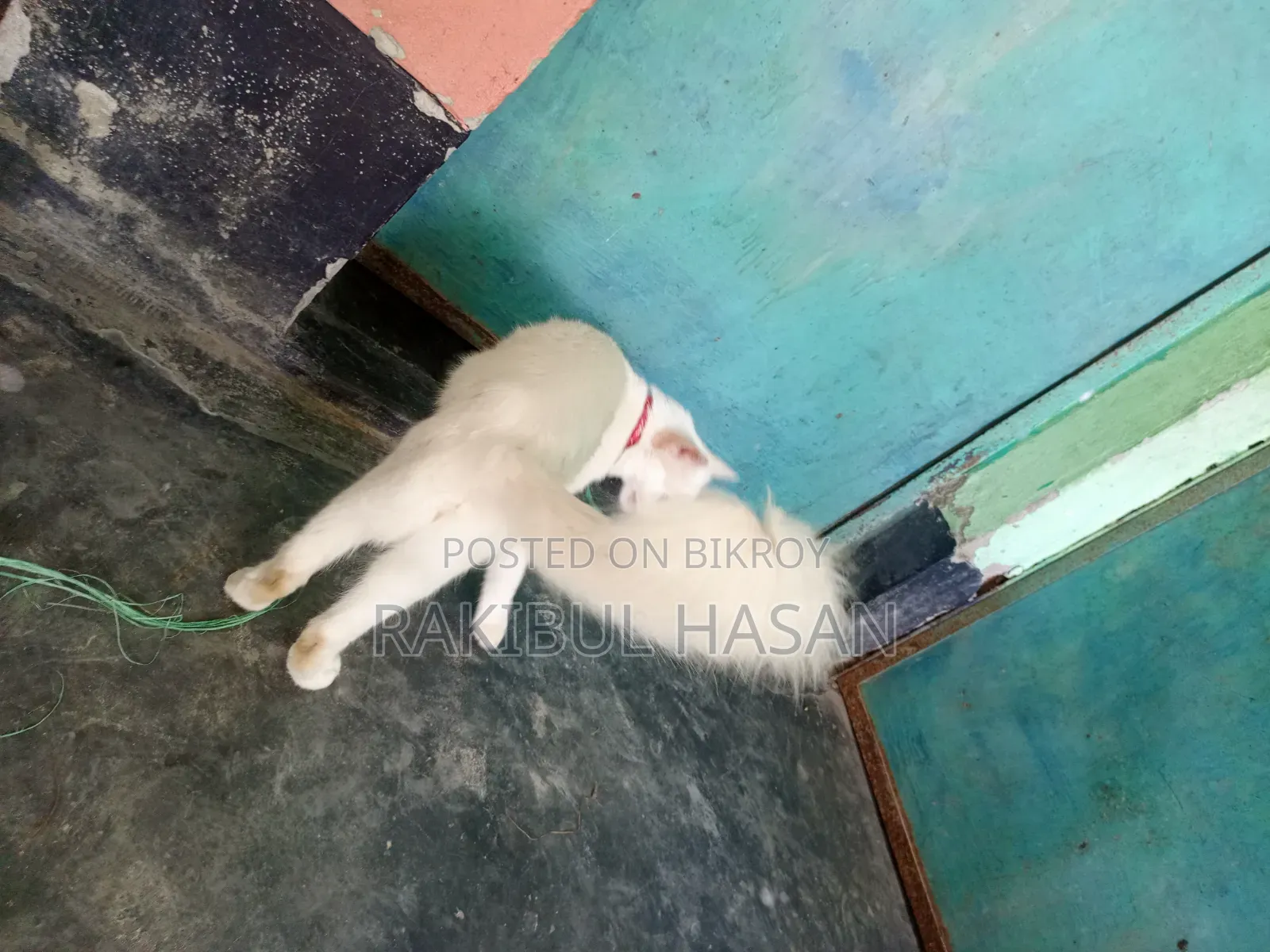 6-12 Months Female Mixed Breed Turkish Van