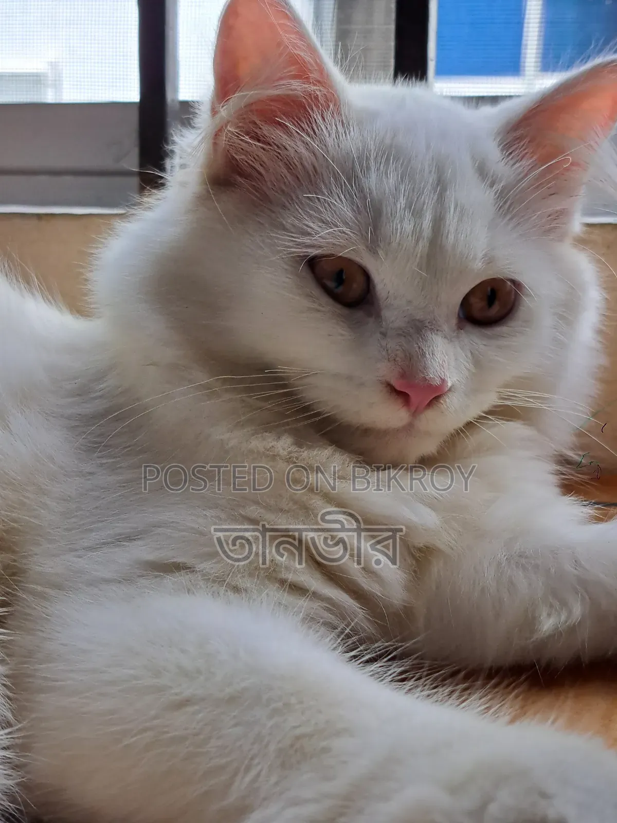 3-6 Months Male Purebred Persian