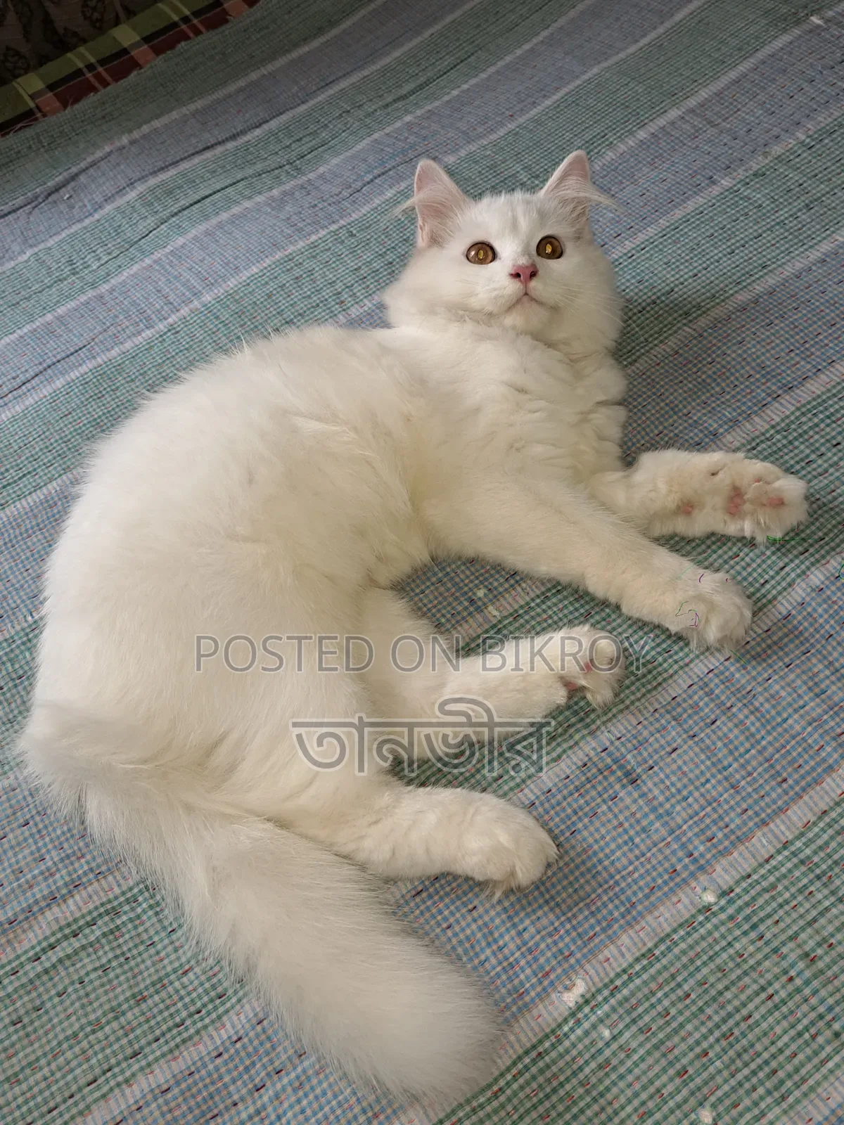 3-6 Months Male Purebred Persian