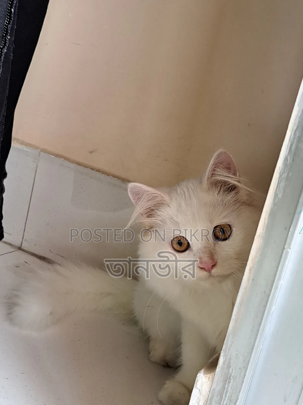 3-6 Months Male Purebred Persian