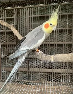 ককাটেল পাখি