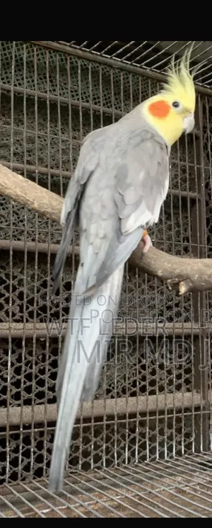 Cockatiel Bird